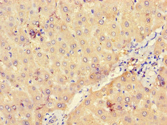 UGP2 Antibody - Immunohistochemistry of paraffin-embedded human liver tissue using Rabbit anti-human UTP--glucose-1-phosphate uridylyltransferase polyclonal Antibody at dilution of 1:100