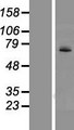 UGT1A4 Protein - Western validation with an anti-DDK antibody * L: Control HEK293 lysate R: Over-expression lysate