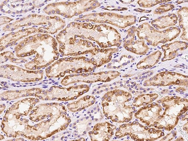 UGT1A6 Antibody - Immunochemical staining of human UGT1A6 in human kidney with rabbit polyclonal antibody at 1:100 dilution, formalin-fixed paraffin embedded sections.