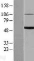 UGT1A6 Protein - Western validation with an anti-DDK antibody * L: Control HEK293 lysate R: Over-expression lysate