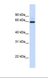 UGT1A7 Antibody - 721_B cell lysate. Antibody concentration: 1.0 ug/ml. Gel concentration: 12%.  This image was taken for the unconjugated form of this product. Other forms have not been tested.