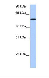 UGT2A3 Antibody - NTERA2 cell lysate. Antibody concentration: 1.0 ug/ml. Gel concentration: 12%.  This image was taken for the unconjugated form of this product. Other forms have not been tested.