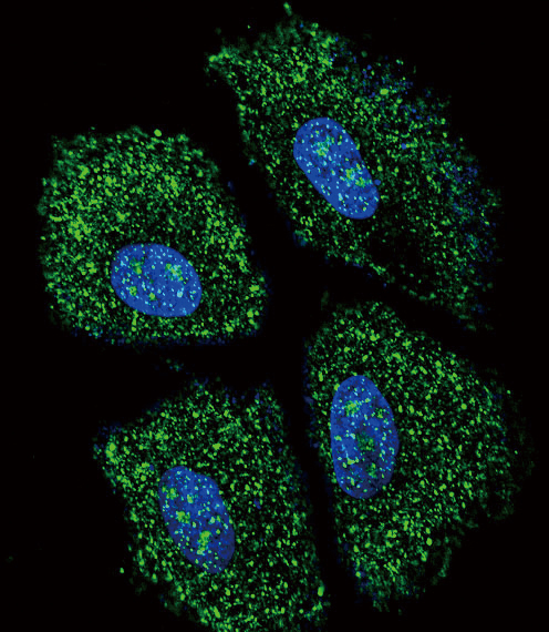 UGT2B15 Antibody - Confocal immunofluorescence of UGT2B15 Antibody with NCI-H460 cell followed by Alexa Fluor 488-conjugated goat anti-rabbit lgG (green). DAPI was used to stain the cell nuclear (blue).