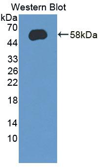 UGT2B7 Antibody