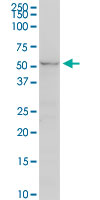UGT2B7 Antibody - UGT2B7 monoclonal antibody (M02), clone 8D12. Western Blot analysis of UGT2B7 expression in PC-12.