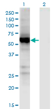 UGT2B7 Antibody - Western Blot analysis of UGT2B7 expression in transfected 293T cell line by UGT2B7 monoclonal antibody (M02), clone 8D12.Lane 1: UGT2B7 transfected lysate (Predicted MW: 58.19 KDa).Lane 2: Non-transfected lysate.