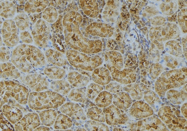 UGT2B7 Antibody - 1:100 staining mouse kidney tissue by IHC-P. The sample was formaldehyde fixed and a heat mediated antigen retrieval step in citrate buffer was performed. The sample was then blocked and incubated with the antibody for 1.5 hours at 22°C. An HRP conjugated goat anti-rabbit antibody was used as the secondary.