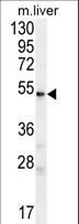 UGT3A2 Antibody - UGT3A2 Antibody western blot of mouse liver tissue lysates (35 ug/lane). The UGT3A2 antibody detected the UGT3A2 protein (arrow).