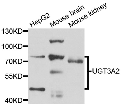 UGT3A2 Antibody - Western blot analysis of extracts of various cell lines.