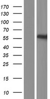 UGT3A2 Protein - Western validation with an anti-DDK antibody * L: Control HEK293 lysate R: Over-expression lysate