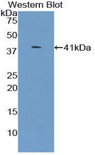 UGT8 Antibody - Western blot of recombinant UGT8.  This image was taken for the unconjugated form of this product. Other forms have not been tested.