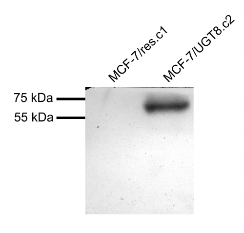 UGT8 Antibody - UGT8 antibody MCF7 overexpressing Human UGT8 and probed with (mock transfection in first lane). Primary incubation (1 ug/ml) was overnight at 4C. Data provided by Tomasz Owczarek, Wroclaw University, Poland. Detected by chemiluminescence.