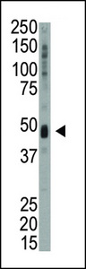 UHMK1 / KIS Antibody - Western blot of anti-KIS antibody in mouse heart tissue lysate. KIS (arrow) was detected using purified antibody. Secondary HRP-anti-rabbit was used for signal visualization with chemiluminescence.