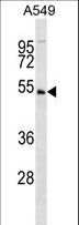 UHMK1 / KIS Antibody - KIS Antibody (C6) western blot of A549 cell line lysates (35 ug/lane). The KIS antibody detected the KIS protein (arrow).