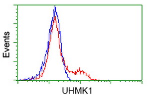 UHMK1 / KIS Antibody - HEK293T cells transfected with either overexpress plasmid (Red) or empty vector control plasmid (Blue) were immunostained by anti-UHMK1 antibody, and then analyzed by flow cytometry.