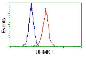 UHMK1 / KIS Antibody - Flow cytometry of HeLa cells, using anti-UHMK1 antibody, (Red), compared to a nonspecific negative control antibody, (Blue).