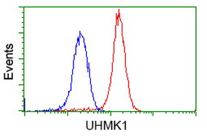 UHMK1 / KIS Antibody - Flow cytometry of Jurkat cells, using anti-UHMK1 antibody, (Red), compared to a nonspecific negative control antibody, (Blue).