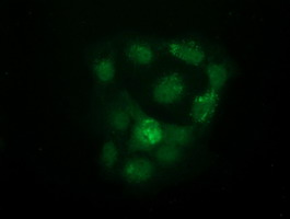 UHMK1 / KIS Antibody - Anti-UHMK1 mouse monoclonal antibody  immunofluorescent staining of COS7 cells transiently transfected by pCMV6-ENTRY UHMK1.