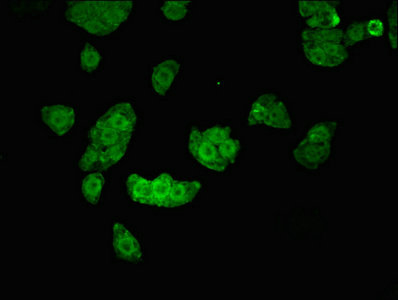 UHMK1 / KIS Antibody - Immunofluorescent analysis of PC3 cells at a dilution of 1:100 and Alexa Fluor 488-congugated AffiniPure Goat Anti-Rabbit IgG(H+L)