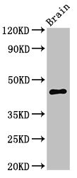 UHMK1 / KIS Antibody - Positive Western Blot detected in Mouse brain tissue. All lanes: UHMK1 antibody at 3 µg/ml Secondary Goat polyclonal to rabbit IgG at 1/50000 dilution. Predicted band size: 47, 39, 40 KDa. Observed band size: 47 KDa
