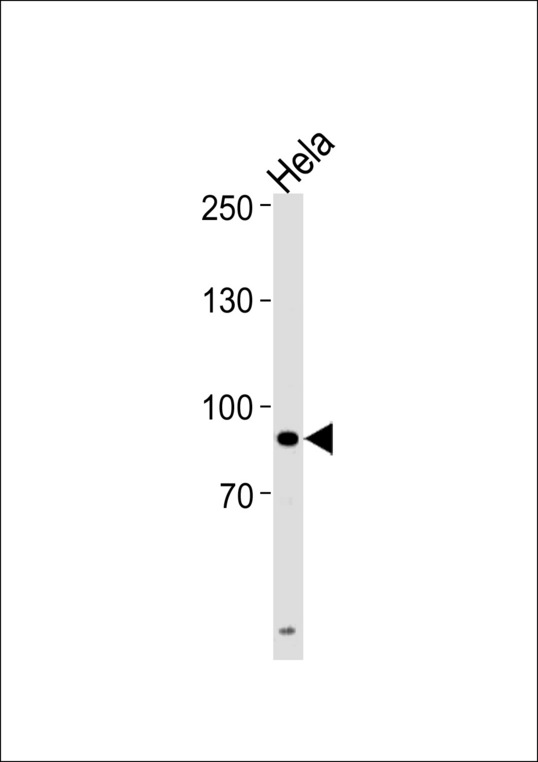 UHRF1 Antibody - UHRF1 Antibody western blot of HeLa cell line lysates (35 ug/lane). The UHRF1 antibody detected the UHRF1 protein (arrow).