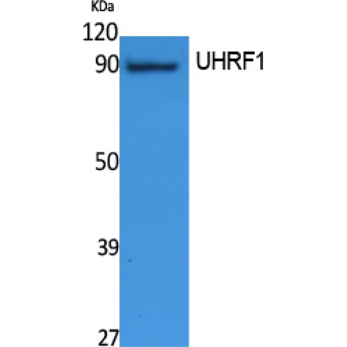 UHRF1 Antibody - Western blot of UHRF1 antibody