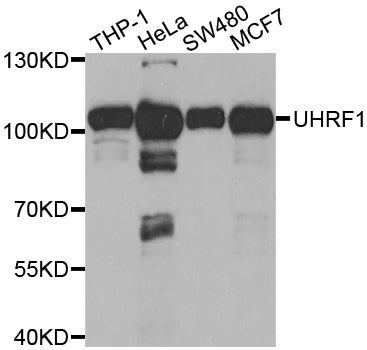 UHRF1 Antibody - Western blot analysis of extracts of various cell lines.
