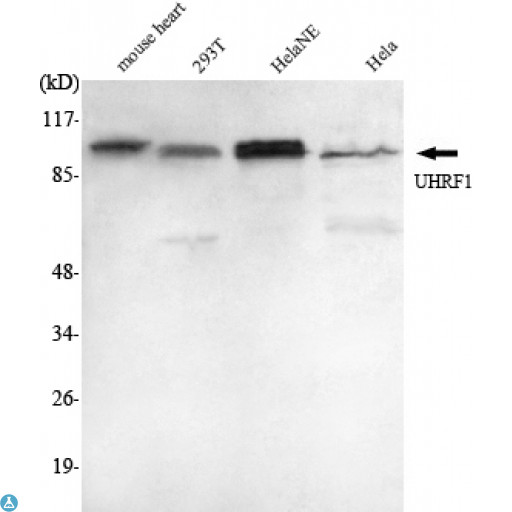 UHRF1 Antibody - Western Blot (WB) analysis using UHRF1 Monoclonal Antibody against Mouse Heart, 293T, HeLa cell lysate, HeLa nuclear extract.