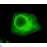 UHRF1 Antibody - Immunofluorescence (IF) analysis of HeLa cells using UHRF1 Monoclonal Antibody.