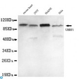 UHRF1 Antibody - Western blot detection of UHRF1 in Mouse heart, 293T, HelaNE and Hela cell lysates using UHRF1 mouse mAb (1:1000 diluted). Predicted band size: 90KDa. Observed band size: 90KDa.