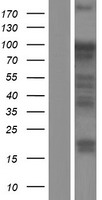 UHRF1 Protein - Western validation with an anti-DDK antibody * L: Control HEK293 lysate R: Over-expression lysate