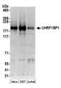 UHRF1BP1 / ICBP90 Antibody - Detection of human UHRF1BP1 by western blot. Samples: Whole cell lysate (50 µg) from HeLa, HEK293T, and Jurkat cells prepared using NETN lysis buffer. Antibodies: Affinity purified rabbit anti-UHRF1BP1 antibody used for WB at 0.4 µg/ml. Detection: Chemiluminescence with an exposure time of 3 minutes.