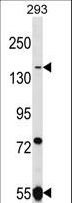 UHRF1BP1L / KIAA0701 Antibody - UHRF1BP1L Antibody western blot of 293 cell line lysates (35 ug/lane). The UHRF1BP1L antibody detected the UHRF1BP1L protein (arrow).