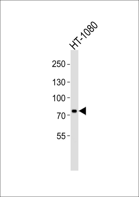UIMC1 / RAP80 Antibody - Western blot of lysate from HT-1080 cell line with UIMC1 Antibody. Antibody was diluted at 1:1000. A goat anti-rabbit IgG H&L (HRP) at 1:5000 dilution was used as the secondary antibody. Lysate at 35 ug.