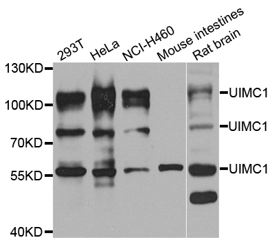 UIMC1 / RAP80 Antibody - Western blot analysis of extracts of various cell lines.