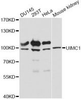 UIMC1 / RAP80 Antibody - Western blot analysis of extracts of various cell lines, using UIMC1 antibody at 1:3000 dilution. The secondary antibody used was an HRP Goat Anti-Rabbit IgG (H+L) at 1:10000 dilution. Lysates were loaded 25ug per lane and 3% nonfat dry milk in TBST was used for blocking. An ECL Kit was used for detection and the exposure time was 90s.