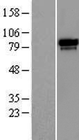 UIMC1 / RAP80 Protein - Western validation with an anti-DDK antibody * L: Control HEK293 lysate R: Over-expression lysate