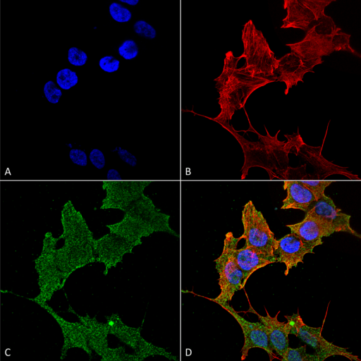 ULK1 Antibody - Immunocytochemistry/Immunofluorescence analysis using Rabbit Anti-ULK1 Polyclonal Antibody. Tissue: Neuroblastoma cell line (SK-N-BE). Species: Human. Fixation: 4% Formaldehyde for 15 min at RT. Primary Antibody: Rabbit Anti-ULK1 Polyclonal Antibody  at 1:100 for 60 min at RT. Secondary Antibody: Goat Anti-Rabbit ATTO 488 at 1:200 for 60 min at RT. Counterstain: Phalloidin Texas Red F-Actin stain; DAPI (blue) nuclear stain at 1:1000, 1:5000 for 60 min at RT, 5 min at RT. Localization: Cytoplasm, Preautophagosomal Structure. Magnification: 60X. (A) DAPI (blue) nuclear stain (B) Phalloidin Texas Red F-Actin stain (C) ULK1 Antibody (D) Composite.