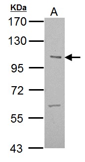 ULK2 Antibody - Sample (30 ug of whole cell lysate). A: NIH-3T3. 7.5% SDS PAGE. ULK2 antibody diluted at 1:1000.