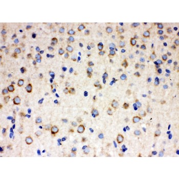 ULK3 Antibody - ULK3 antibody IHC-paraffin. IHC(P): Rat Brain Tissue.