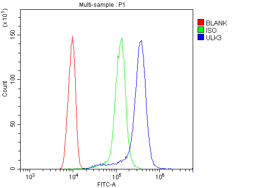 ULK3 Antibody - Flow Cytometry analysis of THP-1 cells using anti-ULK3 antibody. Overlay histogram showing THP-1 cells stained with anti-ULK3 antibody (Blue line). The cells were blocked with 10% normal goat serum. And then incubated with rabbit anti-ULK3 Antibody (1µg/10E6 cells) for 30 min at 20°C. DyLight®488 conjugated goat anti-rabbit IgG (5-10µg/10E6 cells) was used as secondary antibody for 30 minutes at 20°C. Isotype control antibody (Green line) was rabbit IgG (1µg/10E6 cells) used under the same conditions. Unlabelled sample (Red line) was also used as a control.