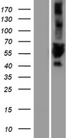 ULK3 Protein - Western validation with an anti-DDK antibody * L: Control HEK293 lysate R: Over-expression lysate