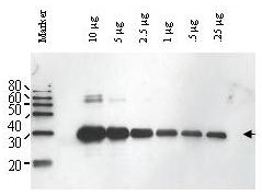 ULP1 Antibody - Anti-Yeast ULP-1 Antibody - Western Blot. Western blot of Affinity Purified anti-Yeast ULP-1 antibody shows detection of a truncated ULP-1 fusion protein (arrowhead). Increasing concentrations of yeast ULP-1 were run on a SDS-PAGE, transferred onto nitrocellulose, and blocked for 1 hour with 5% non-fat dry milk in TTBS, and probed overnight at 4C with a 1:1000 dilution of anti-yULP-1 antibody in 5% non-fat dry milk in TTBS. Detection occurred using a 1:1000 dilution of HRP-labeled Donkey anti-Rabbit IgG for 1 hour at room temperature. A chemiluminescence system was used for signal detection (Roche) using a 3-sec exposure time.