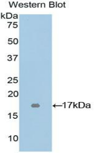 UMOD / Uromodulin Antibody - Western blot of recombinant UMOD / Uromodulin.  This image was taken for the unconjugated form of this product. Other forms have not been tested.