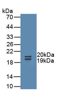 UMOD / Uromodulin Antibody - Western Blot; Sample: Recombinant protein.