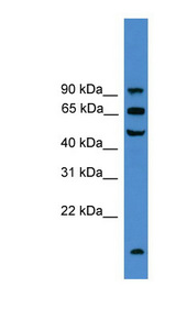 UMOD / Uromodulin Antibody - UMOD / Uromodulin antibody Western blot of THP-1 cell lysate. This image was taken for the unconjugated form of this product. Other forms have not been tested.