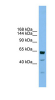 UMODL1 Antibody - UMODL1 antibody Western blot of HT1080 cell lysate. This image was taken for the unconjugated form of this product. Other forms have not been tested.