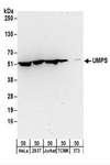 UMPS / OPRT Antibody - Detection of Human and Mouse UMPS by Western Blot. Samples: Whole cell lysate (50 ug) from HeLa, 293T, Jurkat, mouse TCMK-1, and mouse NIH3T3 cells. Antibodies: Affinity purified rabbit anti-UMPS antibody used for WB at 0.4 ug/ml. Detection: Chemiluminescence with an exposure time of 3 minutes.