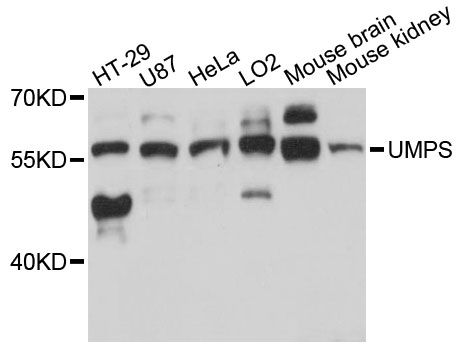 UMPS / OPRT Antibody - Western blot analysis of extracts of various cell lines, using UMPS antibody at 1:3000 dilution. The secondary antibody used was an HRP Goat Anti-Rabbit IgG (H+L) at 1:10000 dilution. Lysates were loaded 25ug per lane and 3% nonfat dry milk in TBST was used for blocking. An ECL Kit was used for detection and the exposure time was 30s.