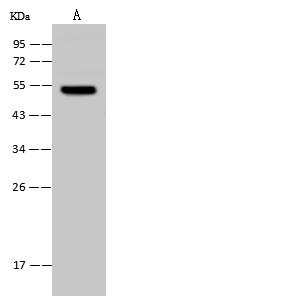UMPS / OPRT Antibody - Anti-UMPS rabbit polyclonal antibody at 1:500 dilution. Lane A: Jurkat Whole Cell Lysate. Lysates/proteins at 30 ug per lane. Secondary: Goat Anti-Rabbit IgG (H+L)/HRP at 1/10000 dilution. Developed using the ECL technique. Performed under reducing conditions. Predicted band size: 52 kDa. Observed band size: 52 kDa.